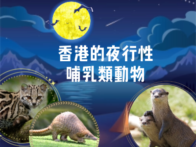 閲讀理解:香港的夜行性哺乳類動物(高級) 閲讀理解:香港的夜行性哺乳類動物(高級)